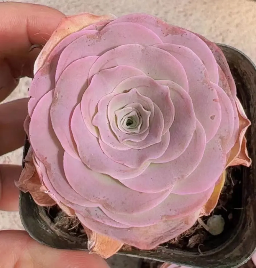 plant Aeonium Echeveria Haworthia  Caudex  Lithops Cactus  Agave 