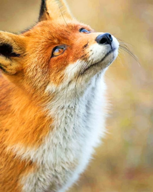

Cute Fox Looking At The Sky – Paint By Numbers - 40*50CM, 501 Original