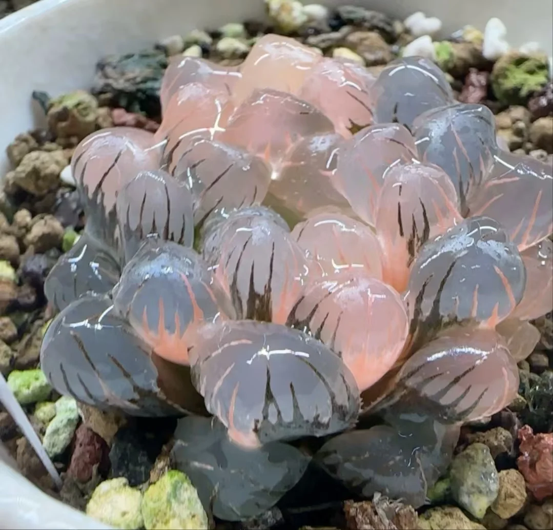 1050.Haworthia cooperi Ice lantern Variegated / Haworthia/ Succulent plants / Garden landscape / Carefully select healthy plants