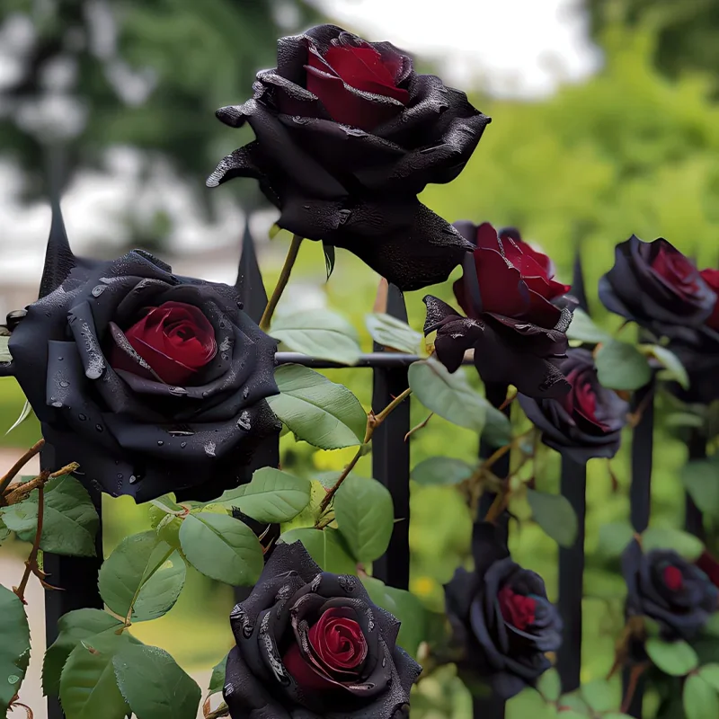 Black Rose of Ecuador - Black Knight