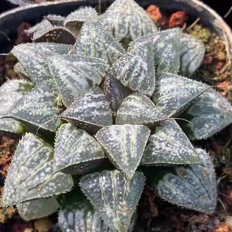 plant Aeonium Echeveria Haworthia  Caudex  Lithops Cactus  Agave 