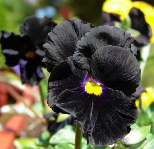 Pansy Clear Crystal Black x 50 seeds, Bedding Plant Jonyparkseed®