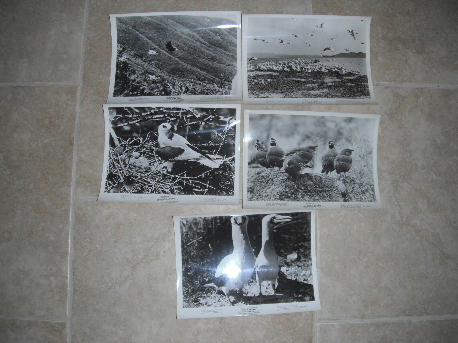 Song Of The Land B&W (5) Birds 8x10 Promo Photo Poster painting Original Lobby 1953