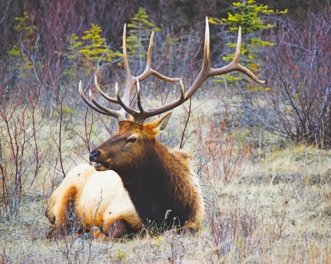 

Moose Wildlife – Paint By Numbers - 40*50CM, 501 Original