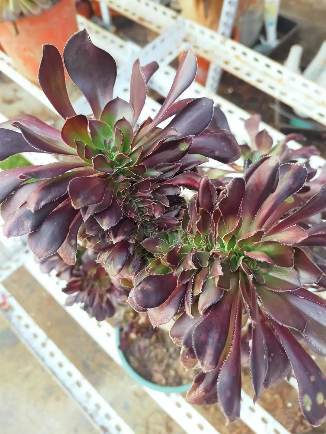 plant Aeonium Echeveria Haworthia  Caudex  Lithops Cactus  Agave 