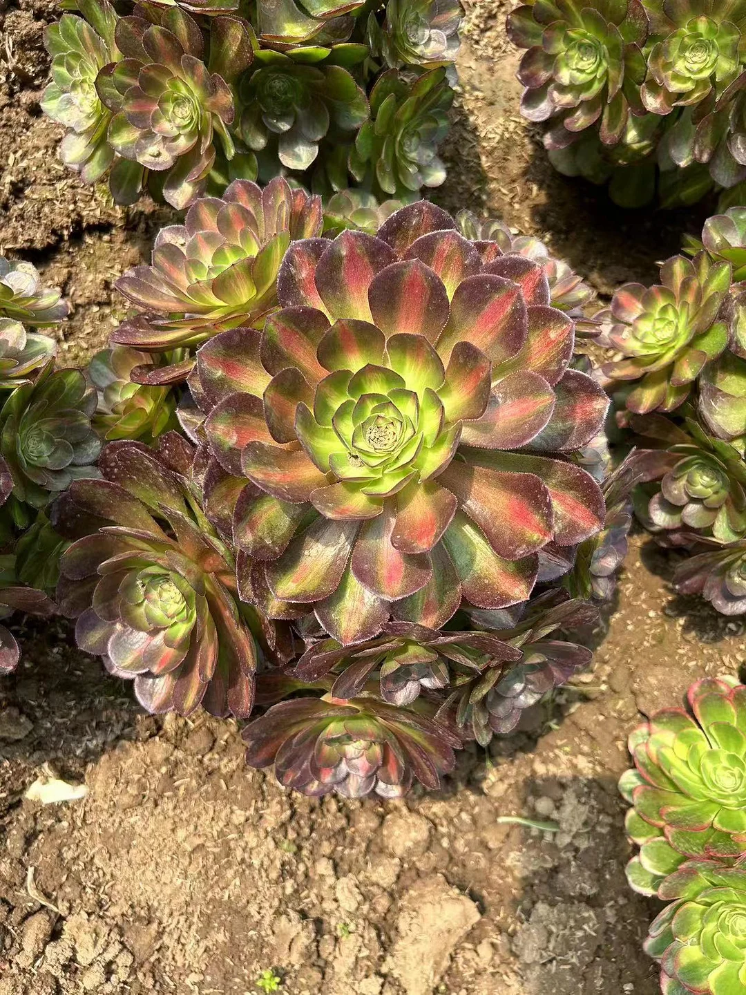 plant Aeonium Echeveria Haworthia  Caudex  Lithops Cactus  Agave 