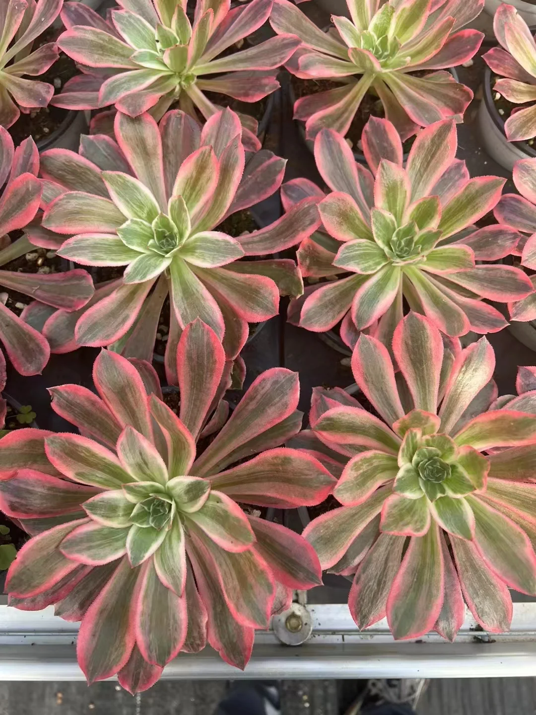 plant Aeonium Echeveria Haworthia  Caudex  Lithops Cactus  Agave 