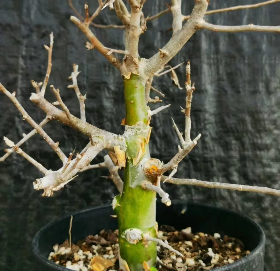 plant Aeonium Echeveria Haworthia  Caudex  Lithops Cactus  Agave 