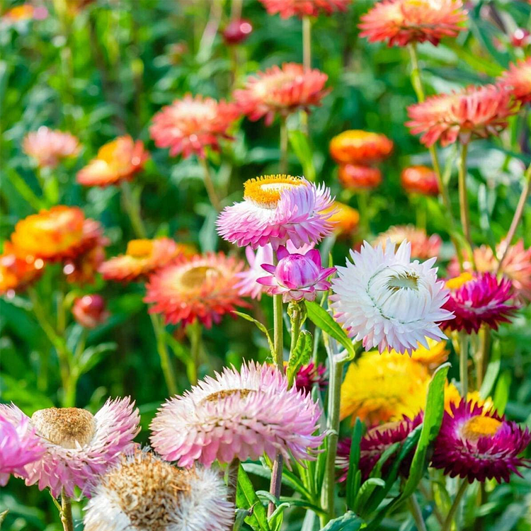 Swiss Giants Blend Strawflower Seeds