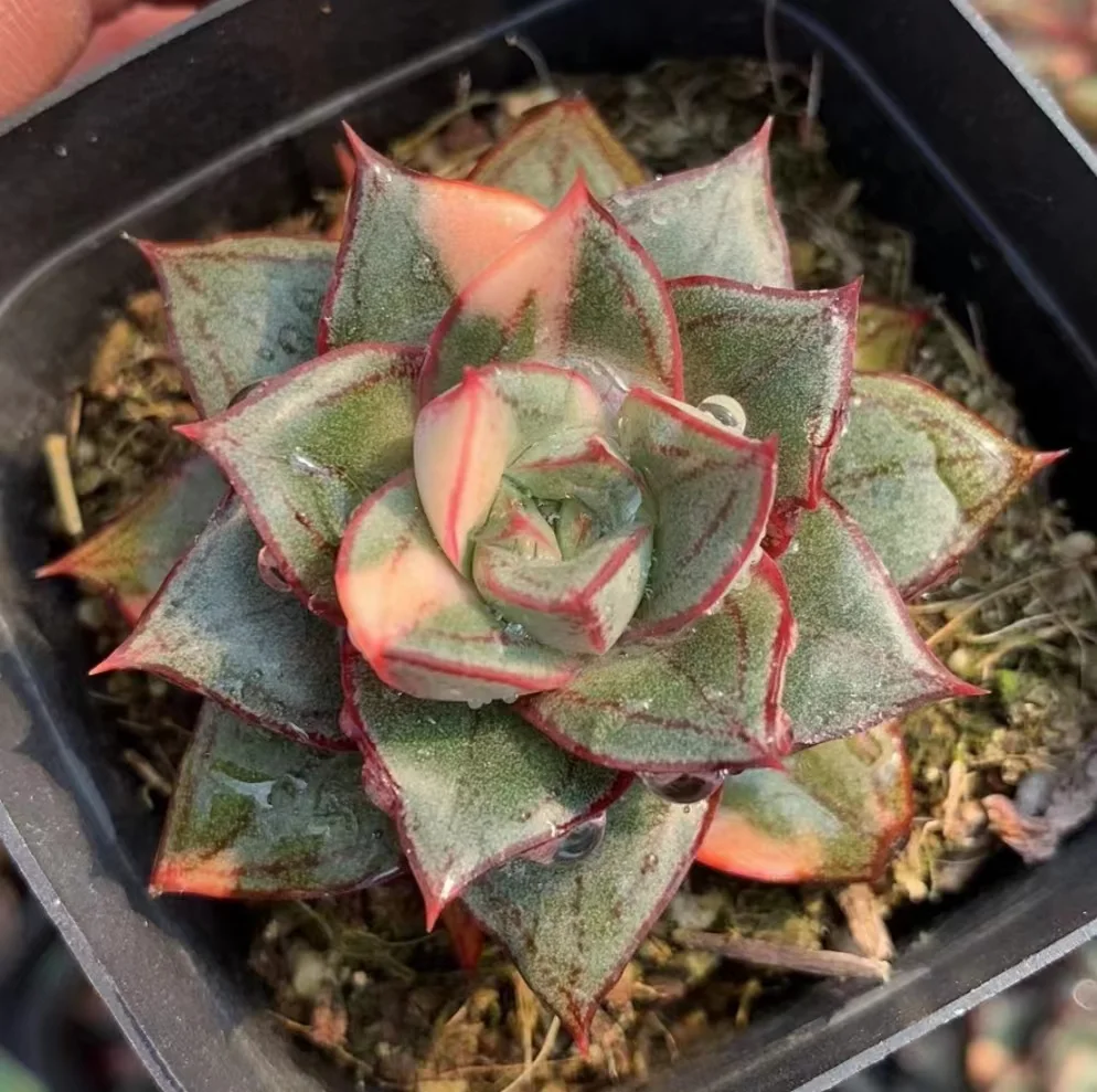 523. Echeveria 'Monocerotis' f. variegated single head 3-5cm / Echeveria/ Succulent plants / Garden landscape / Carefully select healthy plants