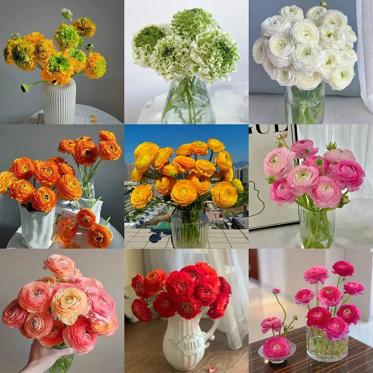 Multicolor Ranunculus Seeds