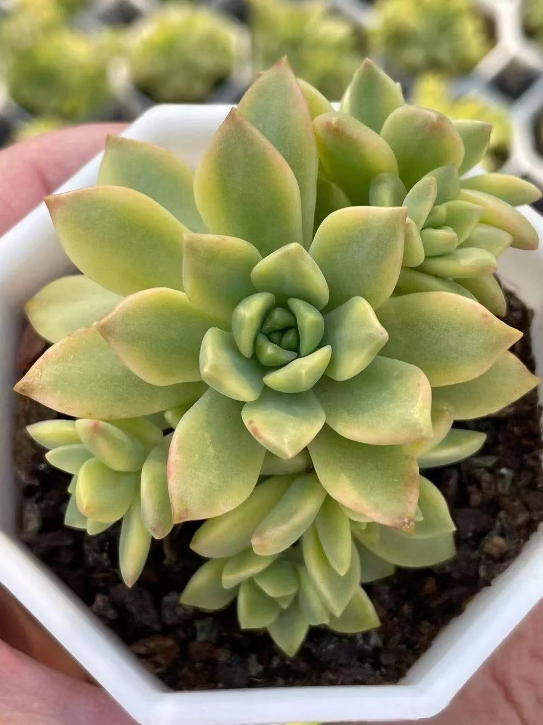 plant Aeonium Echeveria Haworthia  Caudex  Lithops Cactus  Agave 