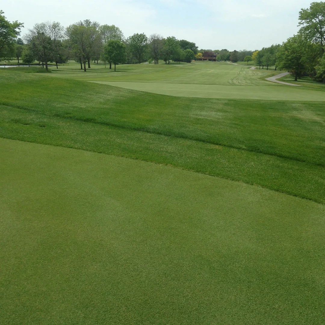 V8 Creeping Bent Grass