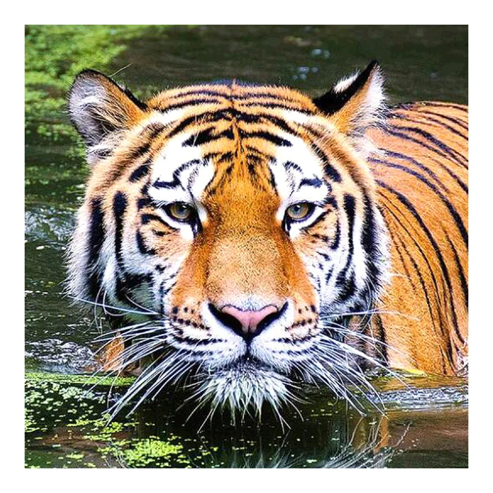 Full Round Diamond Painting - Tiger in River(30*30cm)