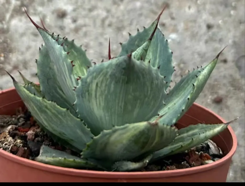 plant Aeonium Echeveria Haworthia  Caudex  Lithops Cactus  Agave 