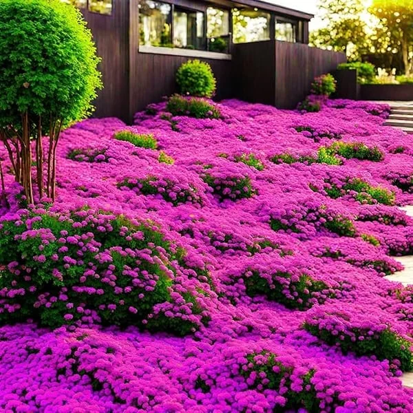 📣Optimal Ground Cover✨Creeping Thyme Seeds