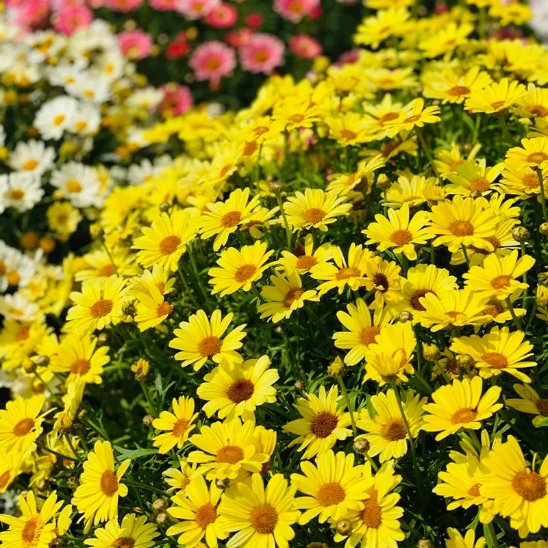 🌼Natural Mosquito Repellent - Pyrethrum seeds