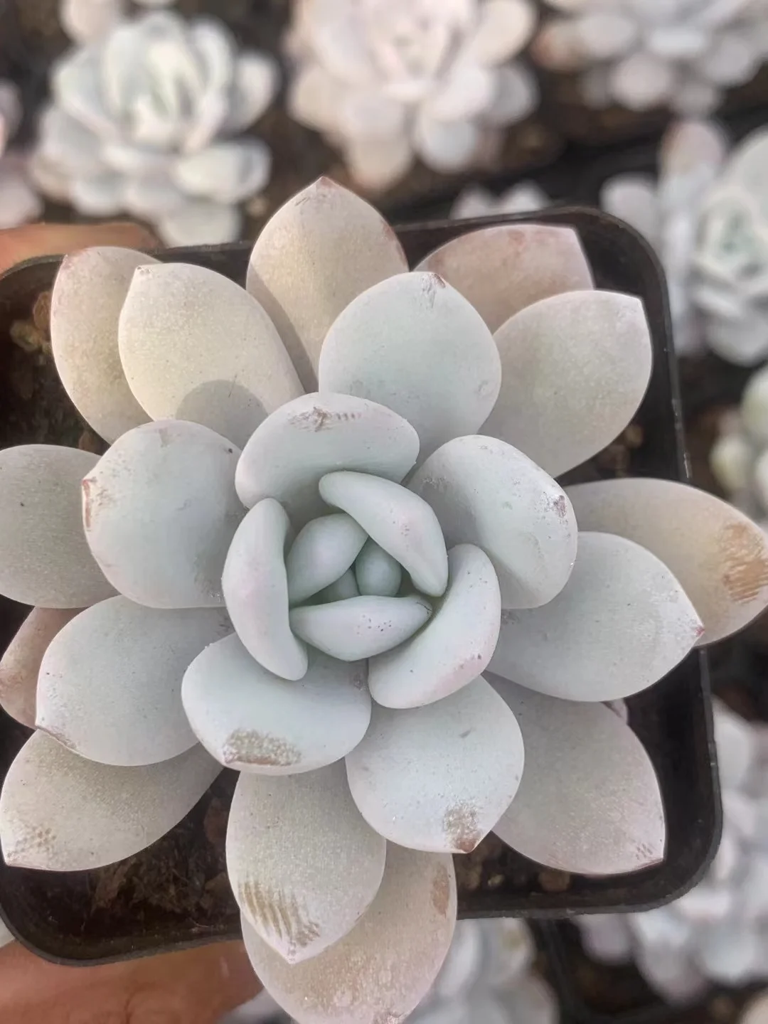 plant Aeonium Echeveria Haworthia  Caudex  Lithops Cactus  Agave 