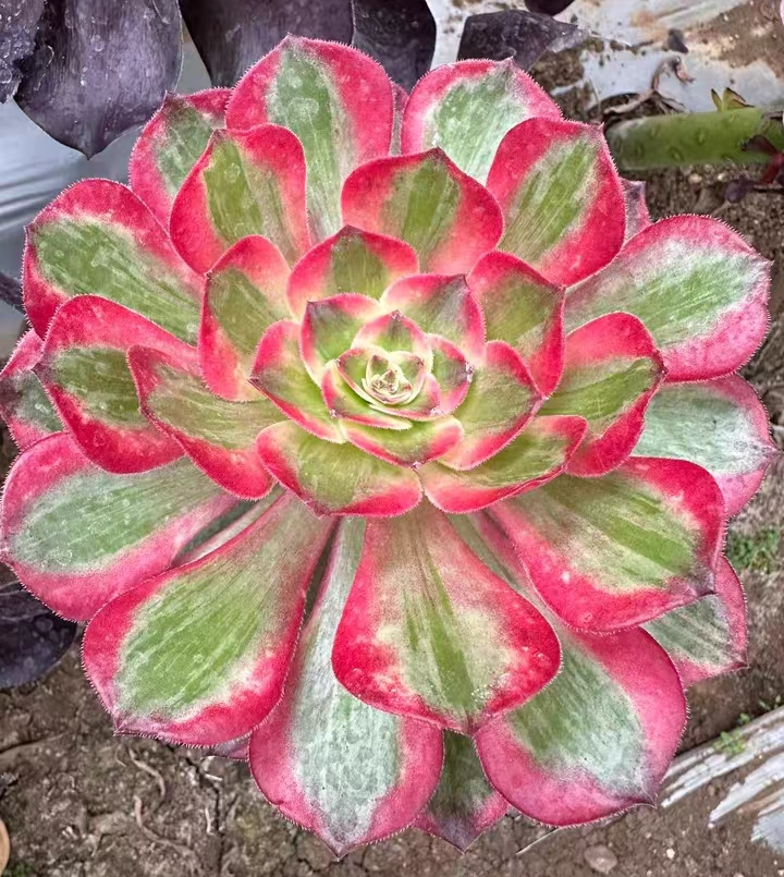 1122.  Yun he cutting and single head /Aeonium single head and cutting/Aeonium plants / Succulent plants / Garden landscape / Carefully select healthy plants