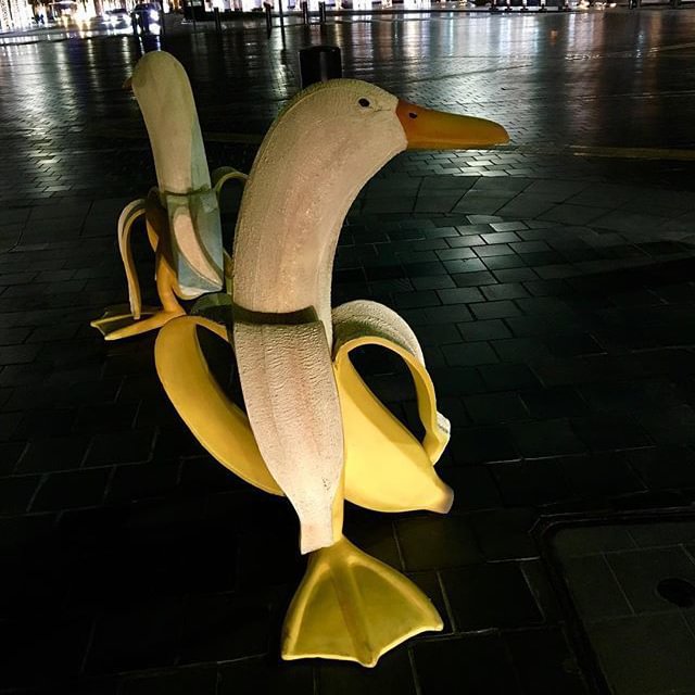 Lost Tourist Banana Duck