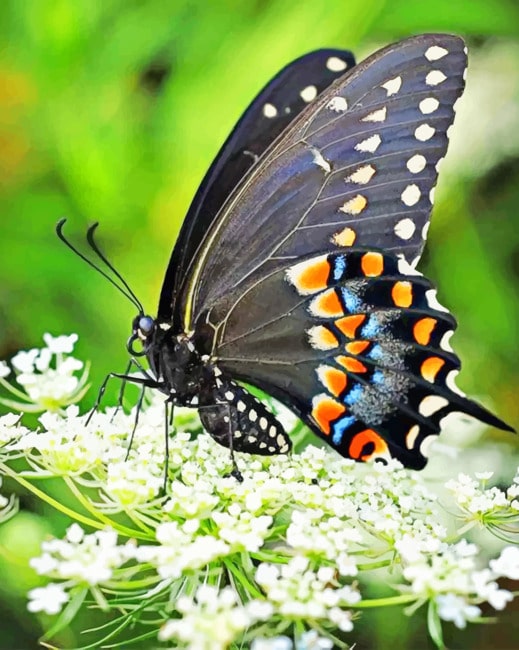

Black Butterfly – Paint By Numbers - 40*50CM, 501 Original