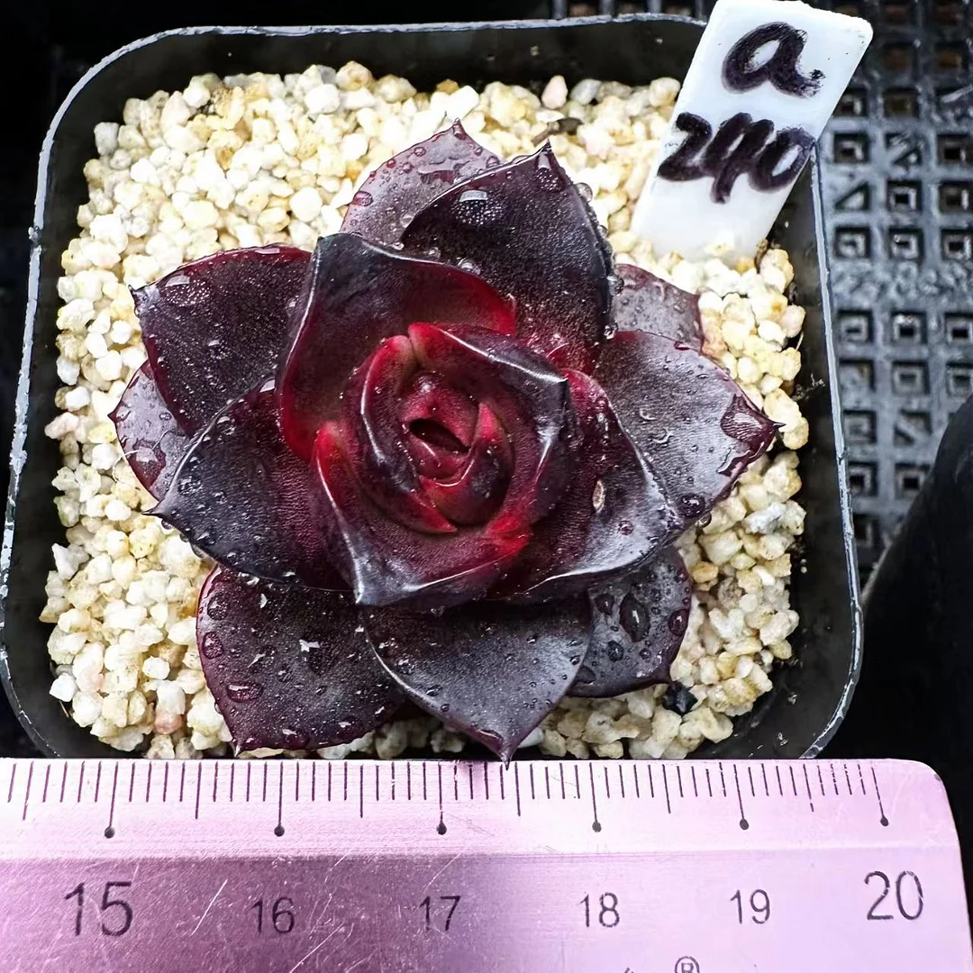 plant Aeonium Echeveria Haworthia  Caudex  Lithops Cactus  Agave 