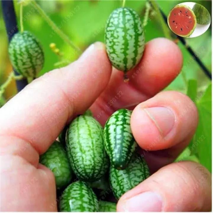 Rare Thumb Watermelon Seed