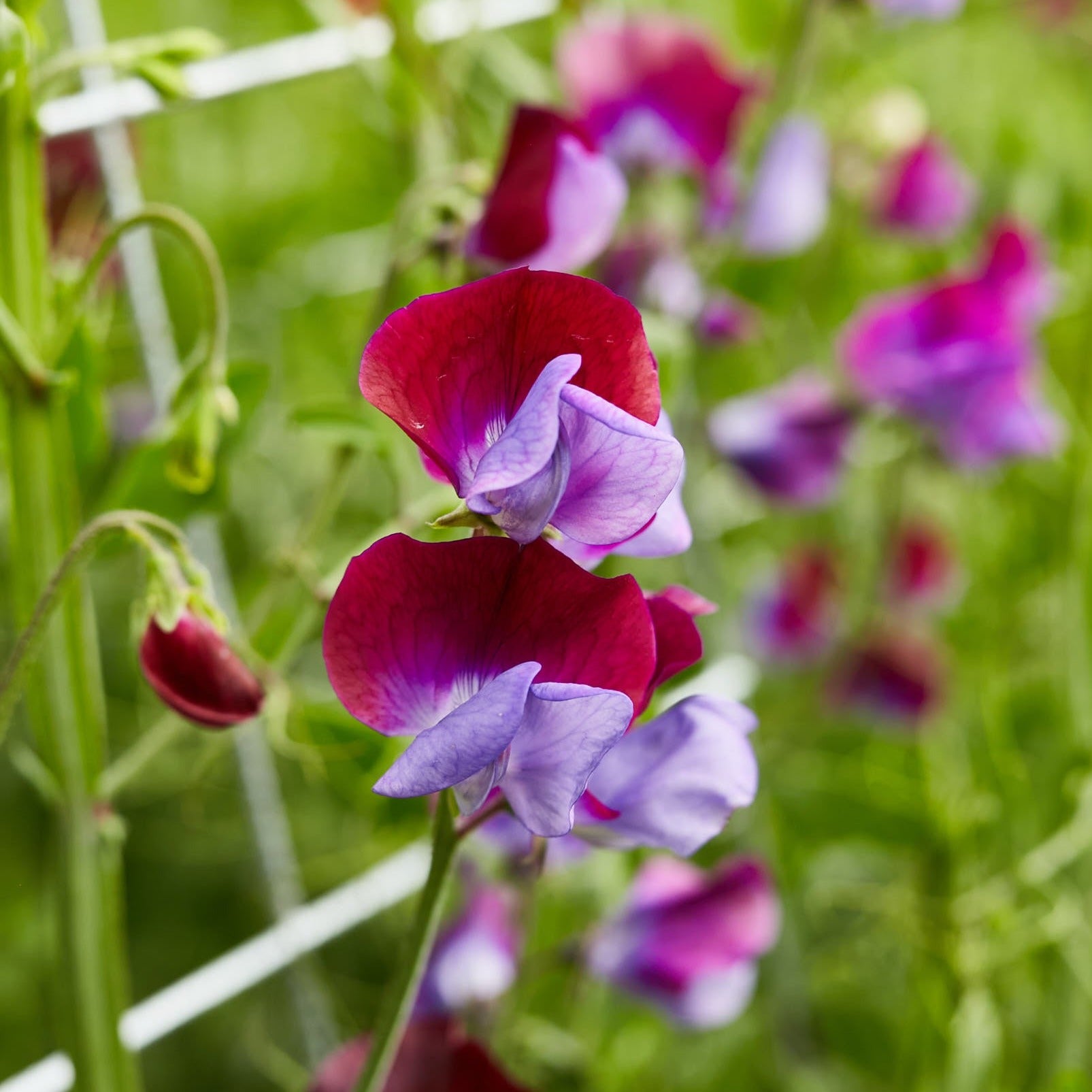 Sweet Pea Cupani Flower | X 15 Seeds