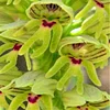 Rare Japanese monkey face orchid DIY home garden plants pot bonsai flowers  200pcs man orchid Multiple varieties