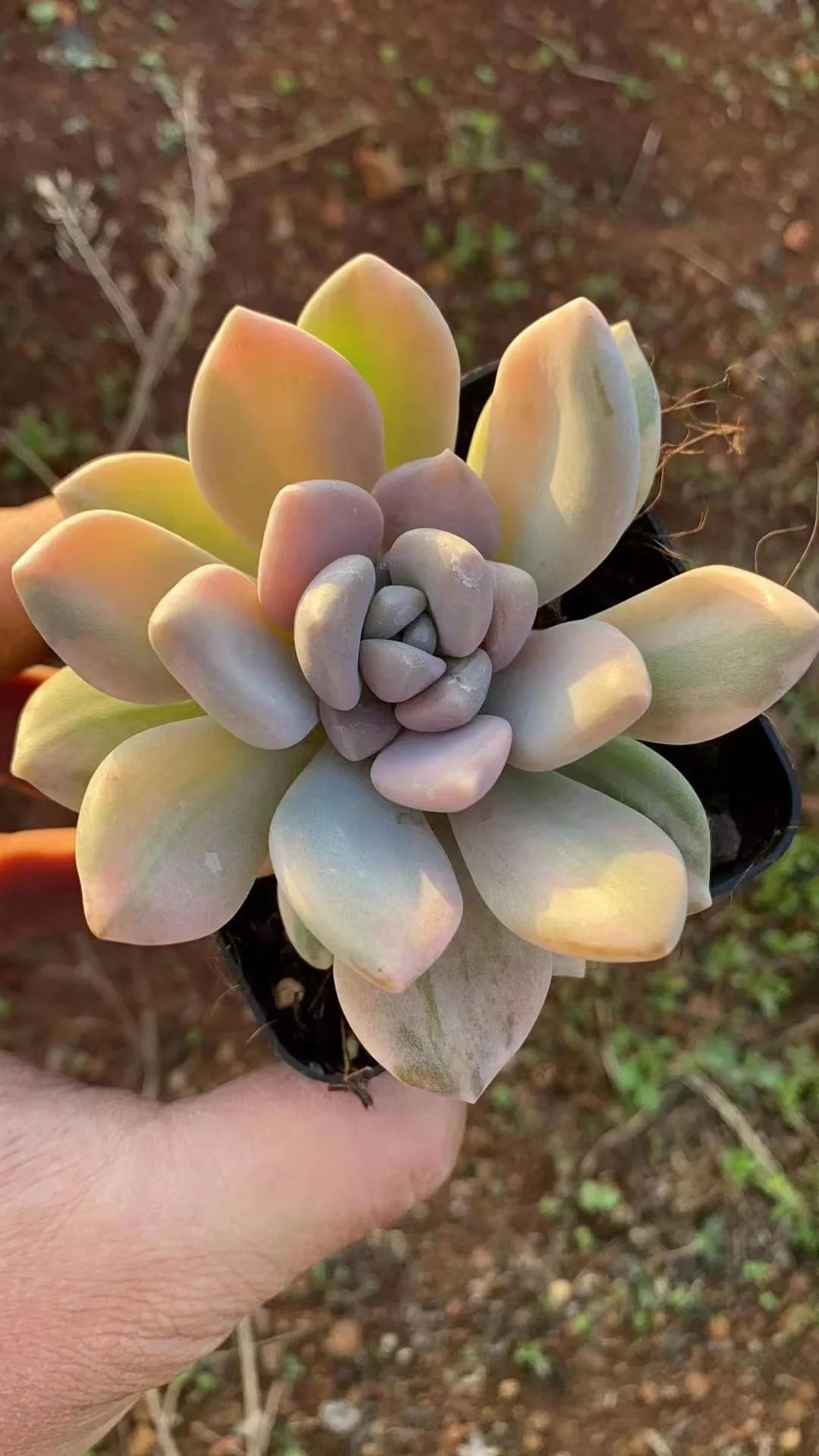 plant Aeonium Echeveria Haworthia  Caudex  Lithops Cactus  Agave 