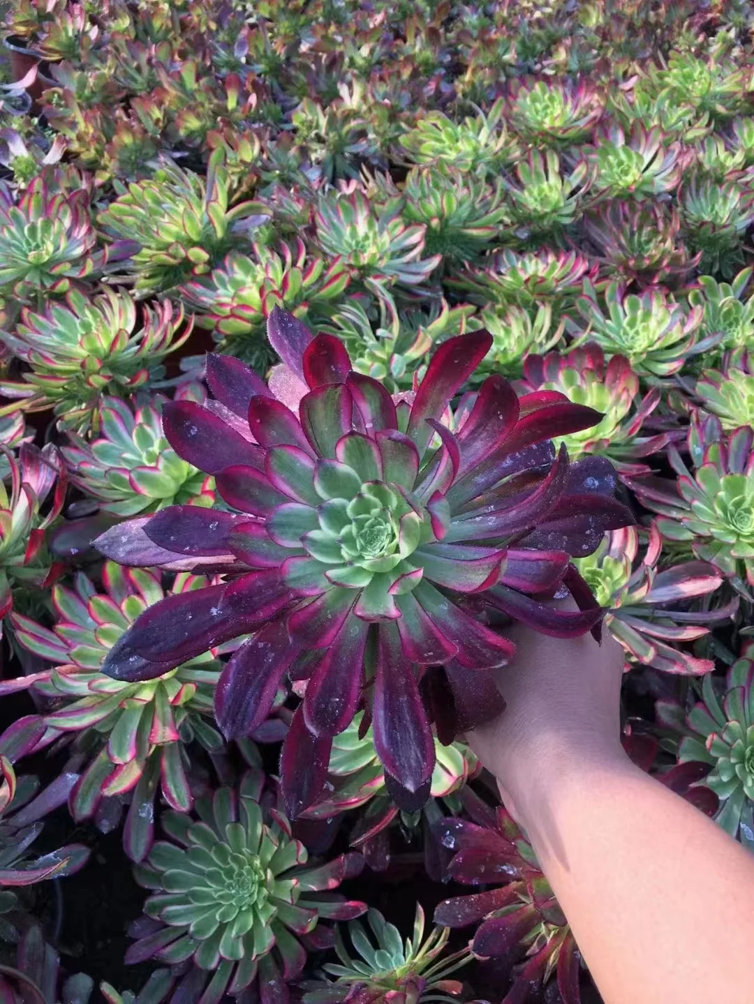 plant Aeonium Echeveria Haworthia  Caudex  Lithops Cactus  Agave 