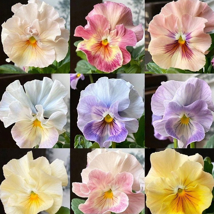 💐 Pansy Seeds