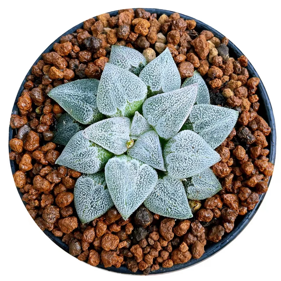 100. Love pink snow Grinding life reference 4-5cm / Haworthia/ Succulent plants / Garden landscape / Carefully select healthy plants