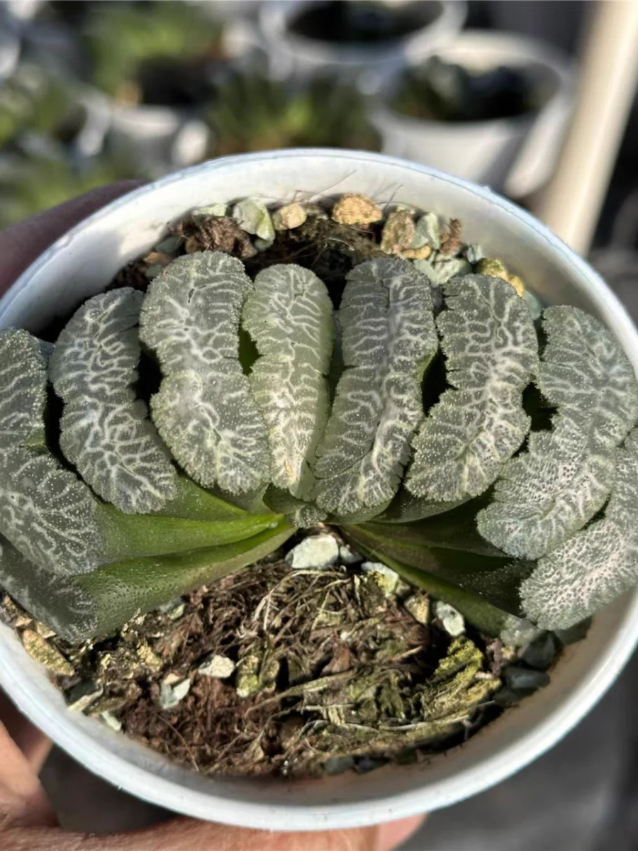 plant Aeonium Echeveria Haworthia  Caudex  Lithops Cactus  Agave 