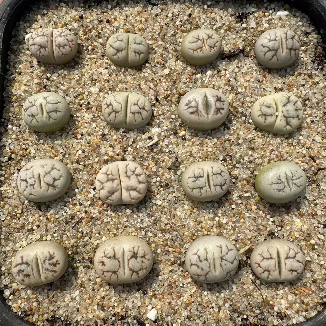 plant Aeonium Echeveria Haworthia  Caudex  Lithops Cactus  Agave 