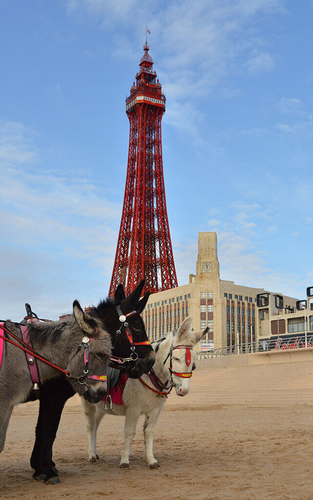 Blackpool Tower Seafront Donkeys 12x8 inch print picture