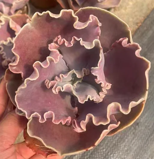 plant Aeonium Echeveria Haworthia  Caudex  Lithops Cactus  Agave 