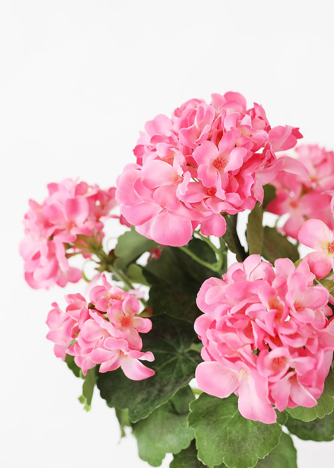 Pink UV Protected Indoor/Outdoor Geranium Bush - 18"