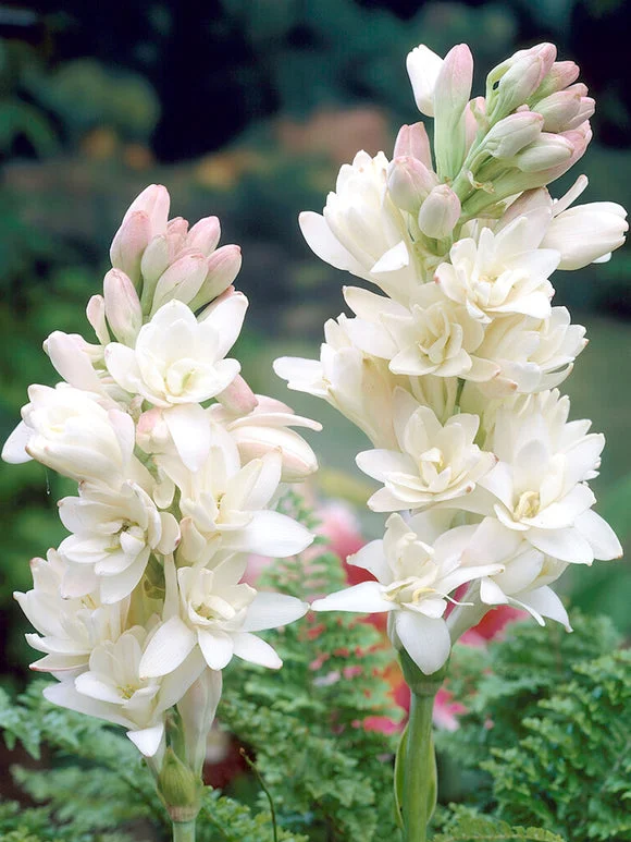 Double Petal Tuberose🌸 (Polianthes tuberosa) - Large Flower Bulbs