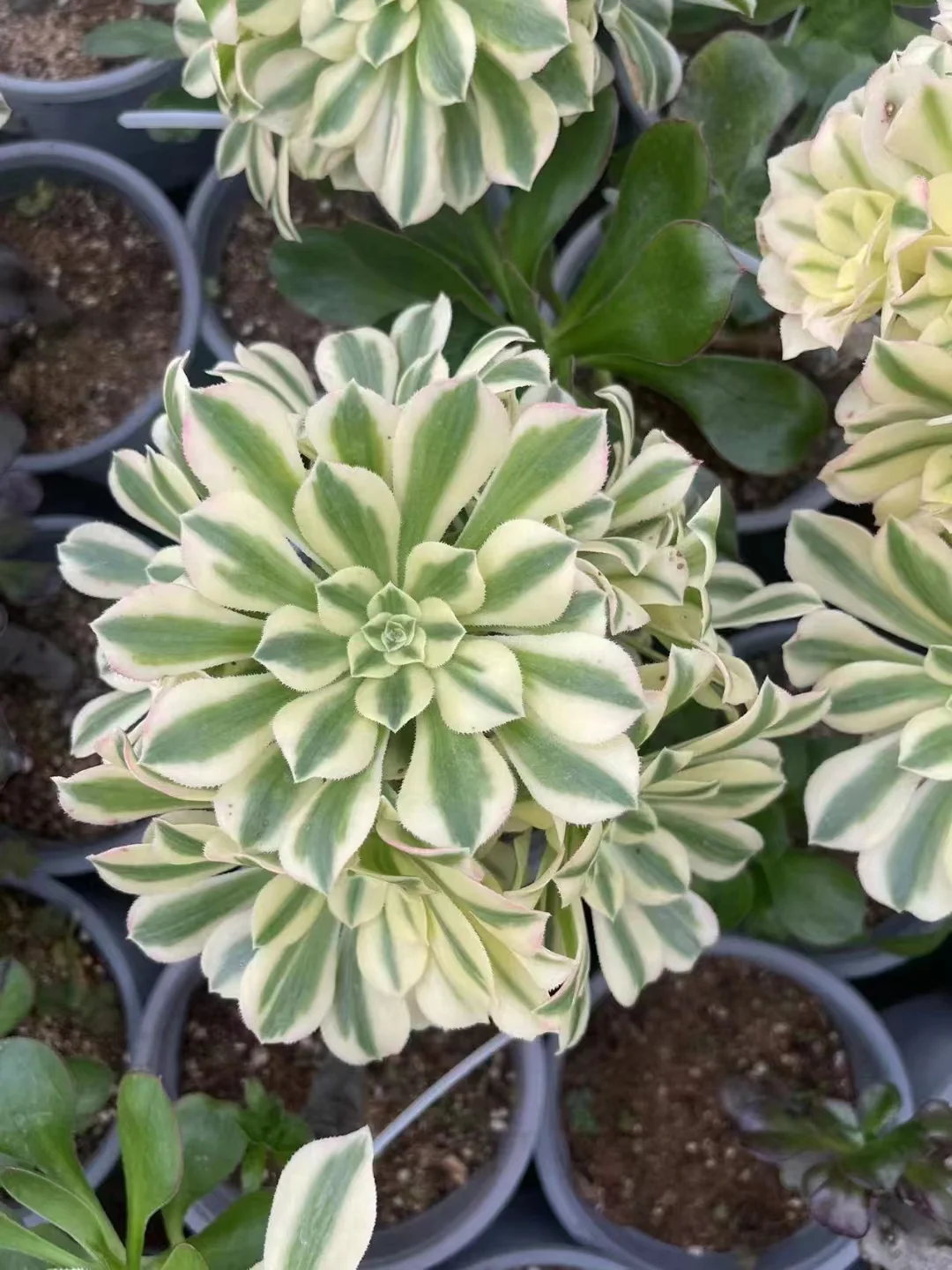 286. Maybach cluster / Aeonium cluster / Aeonium plants / Garden landscape / Carefully select healthy plants