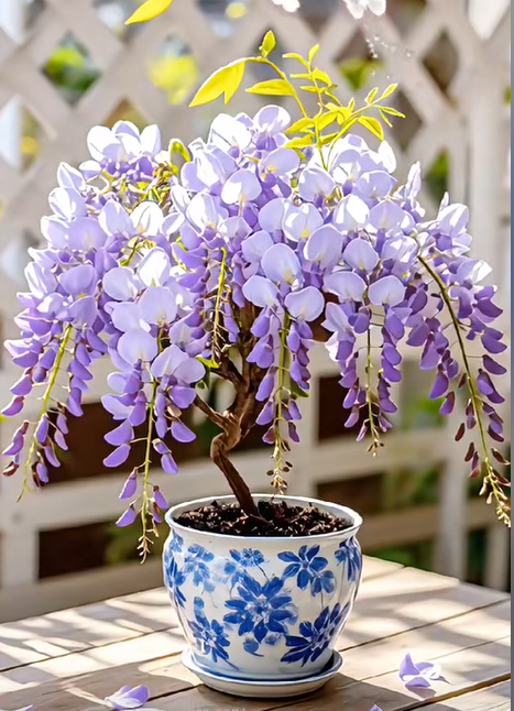 🇺🇸 Celebrate America’s 250th with Red, White & Blue Wisteria Seeds 🌸