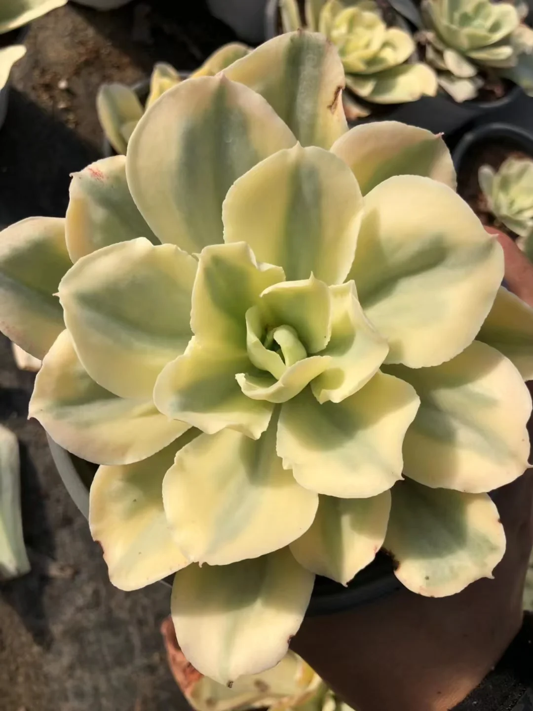 750.   Echeveria cv Takasagono okina vaiegated  single head  5-6cm / Echeveria / Succulent plants / Garden landscape / Carefully select healthy plants