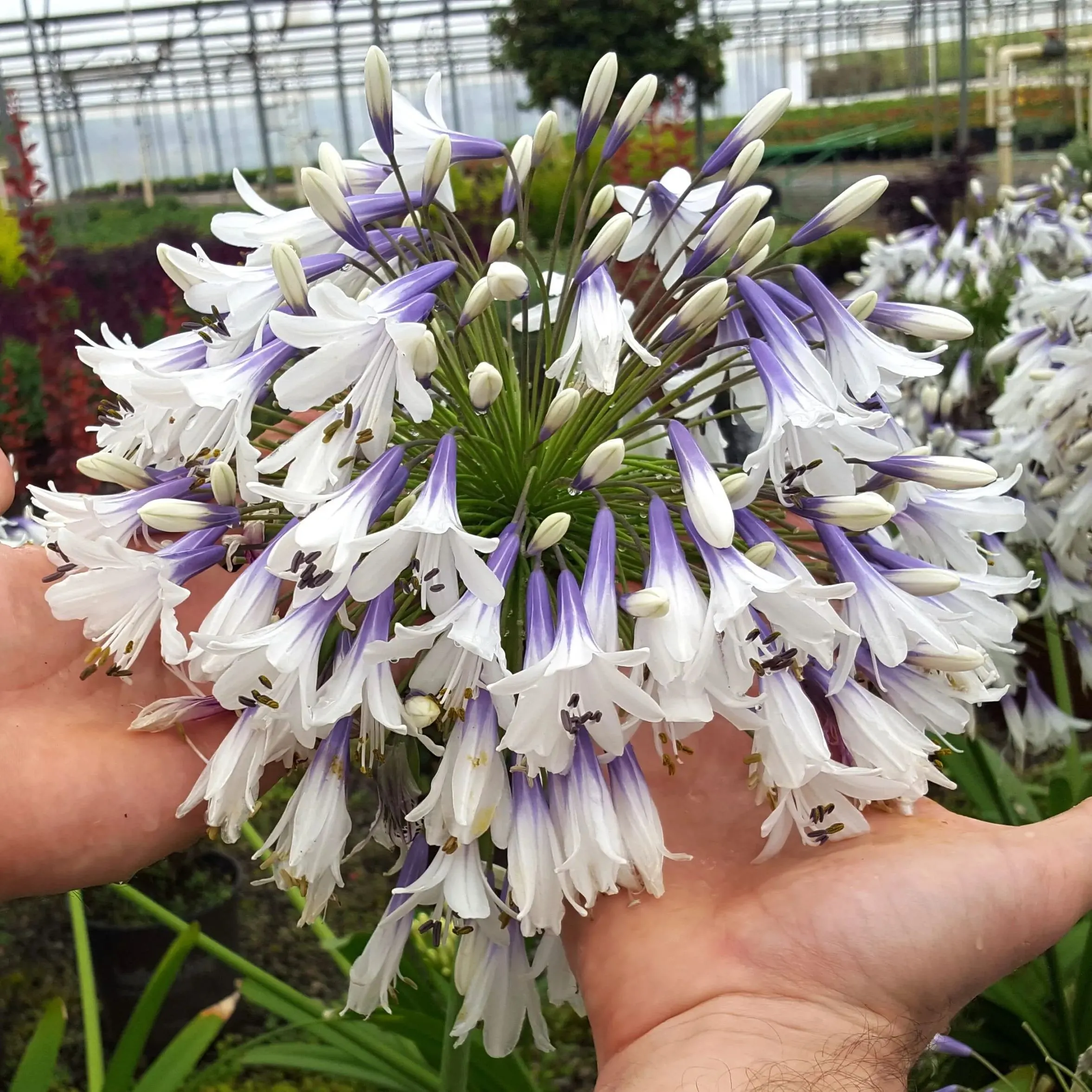 Agapanthus africanus 'Fireworks'