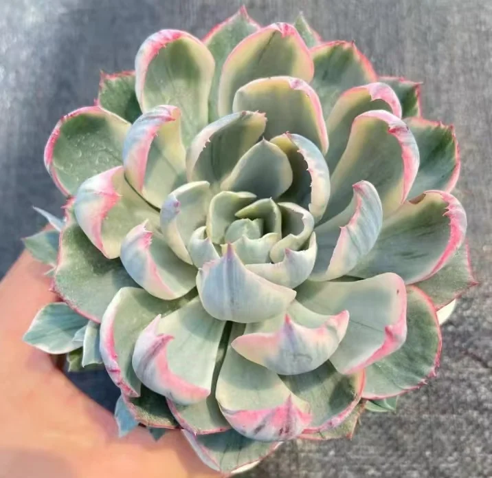 plant Aeonium Echeveria Haworthia  Caudex  Lithops Cactus  Agave 