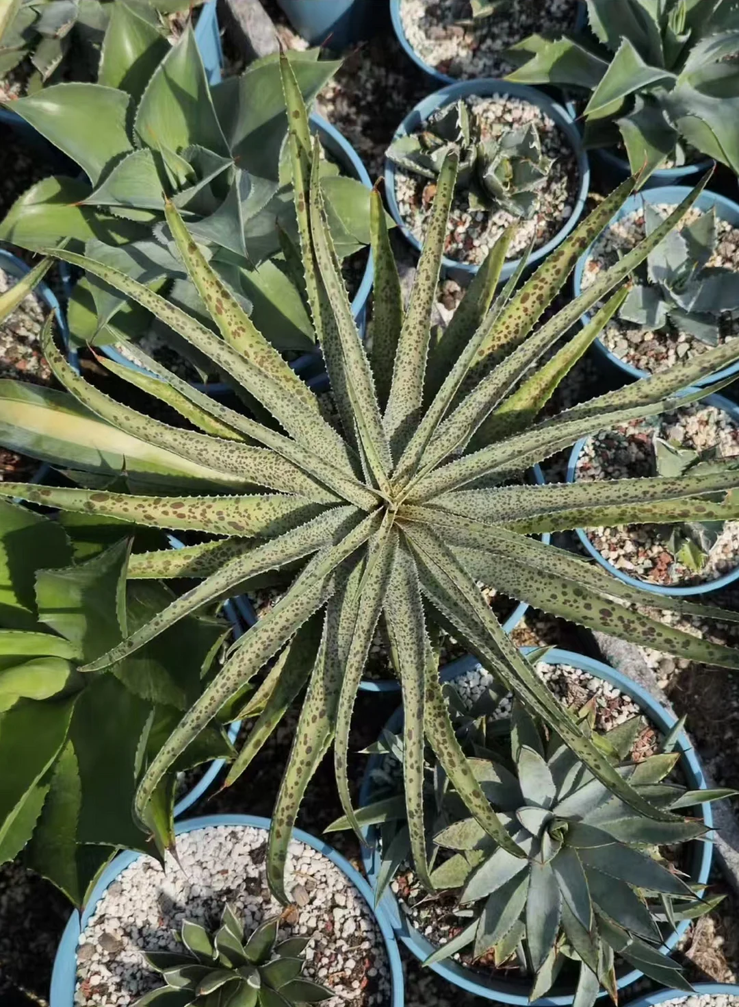 plant Aeonium Echeveria Haworthia  Caudex  Lithops Cactus  Agave 