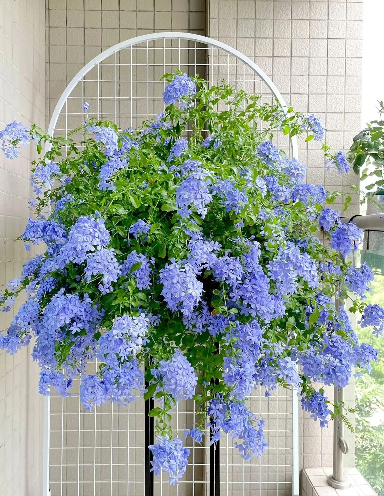Blue Plumbago Flower Seeds - Blue Gem in the Garden