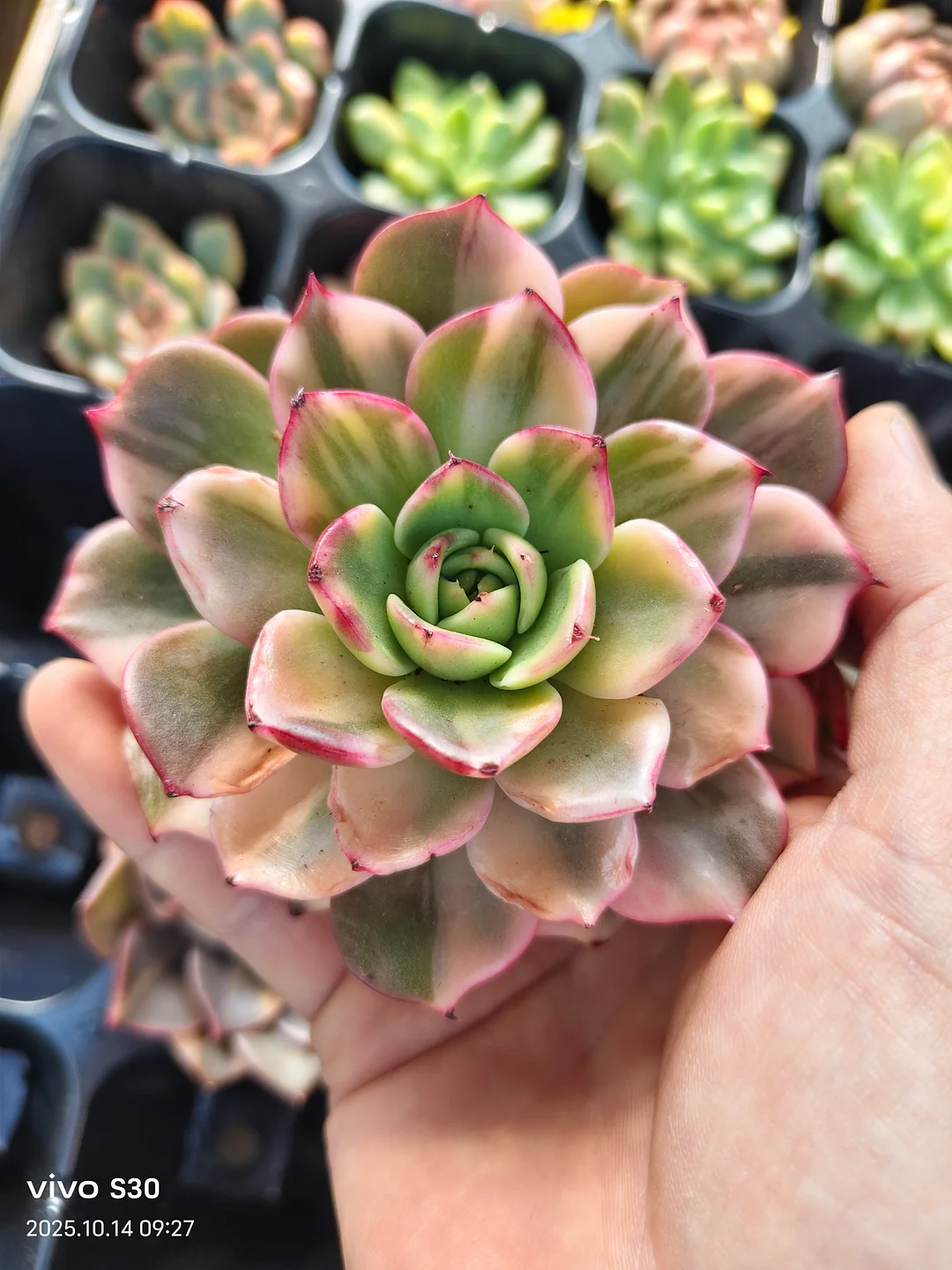 plant Aeonium Echeveria Haworthia  Caudex  Lithops Cactus  Agave 