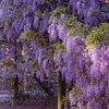 🌸WISTERIA - THE GARDEN&rsquo;S CASCADING BEAUTY ALL YEAR ROUND