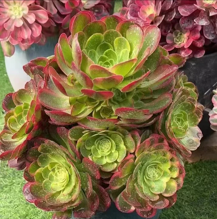155.  Halloween cream brocade cluster 12-15cm 8 heads/ Aeonium cluster/Aeonium plants / Garden landscape / Carefully select healthy plants
