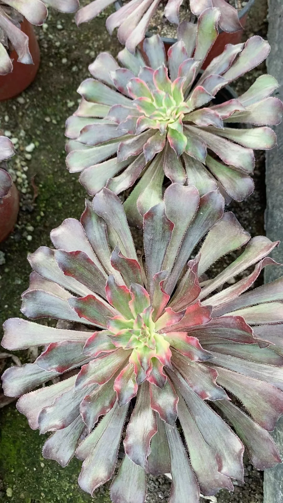 plant Aeonium Echeveria Haworthia  Caudex  Lithops Cactus  Agave 